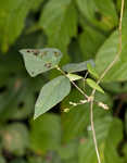 Hog Peanut